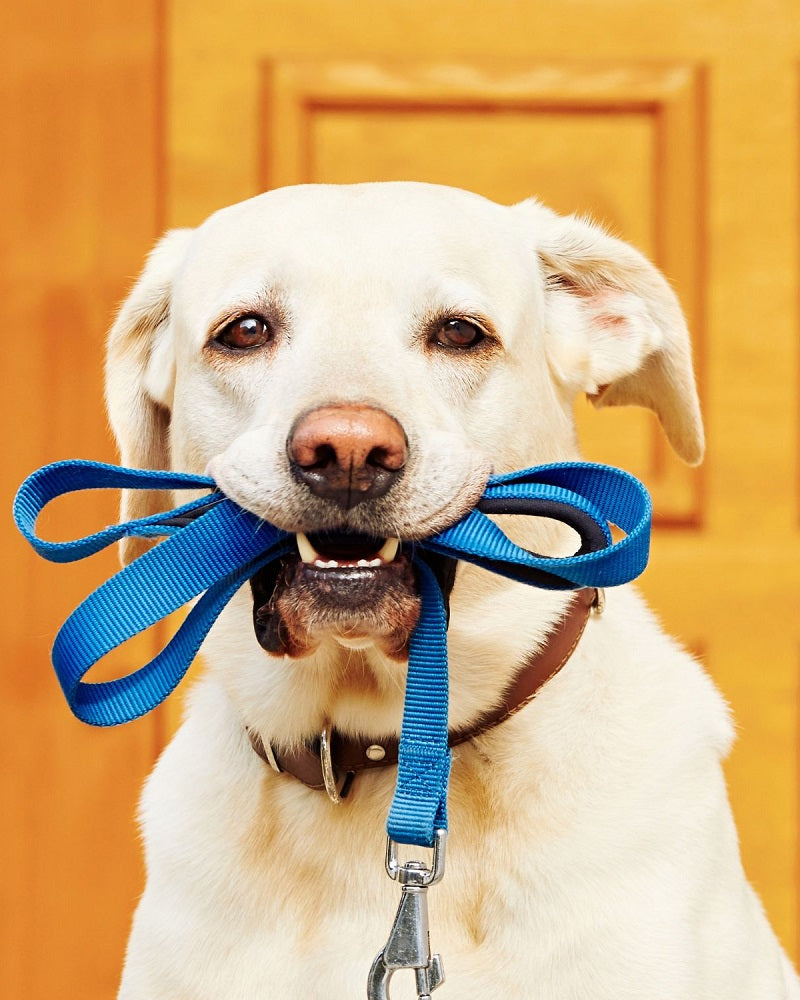 Pet Accessories